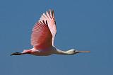 Roseate Spoonbill In Flight_43205